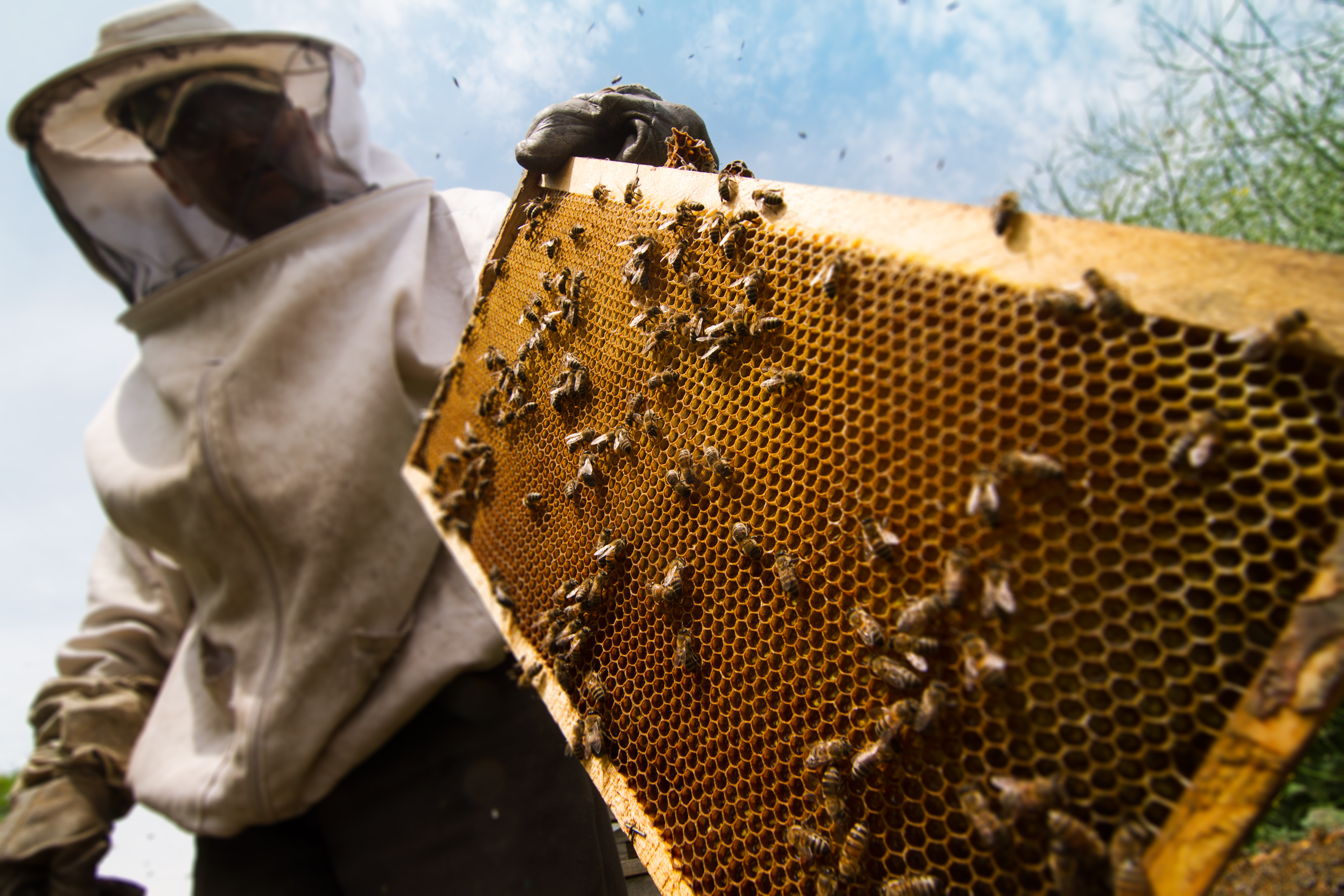 horizontal sideview portrait of beekeeper in protection suit getting out a honey comb from a yellow beehive with bees swarming around