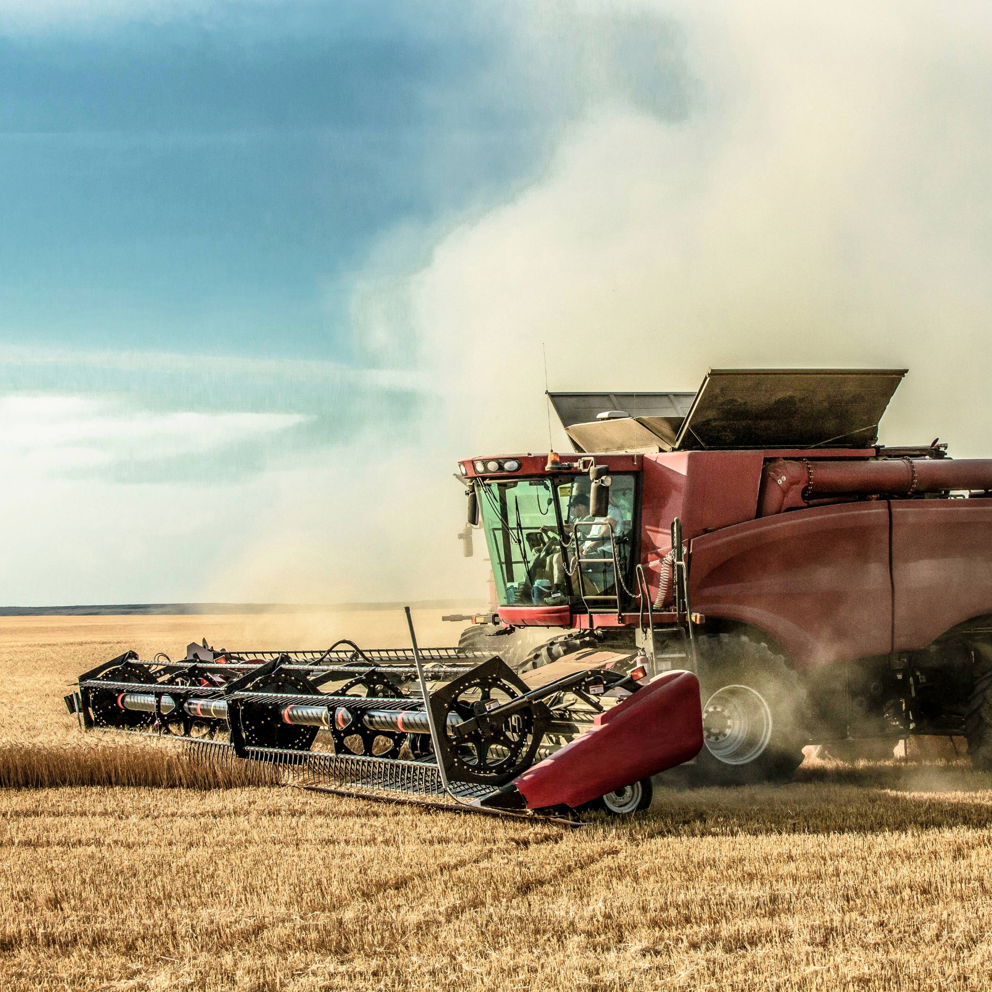 A red combine harvester cutting through a golden wheat field, creating a cloud of dust under a clear blue sky.