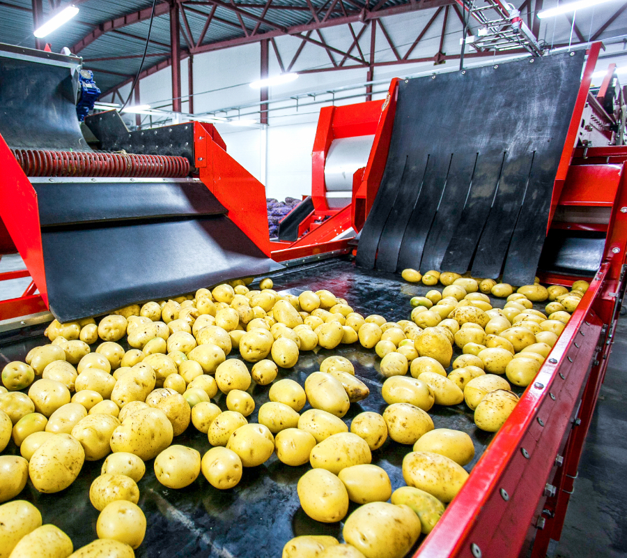 Red industrial conveyor system processing yellow potatoes, with black belts guiding produce through the machine.