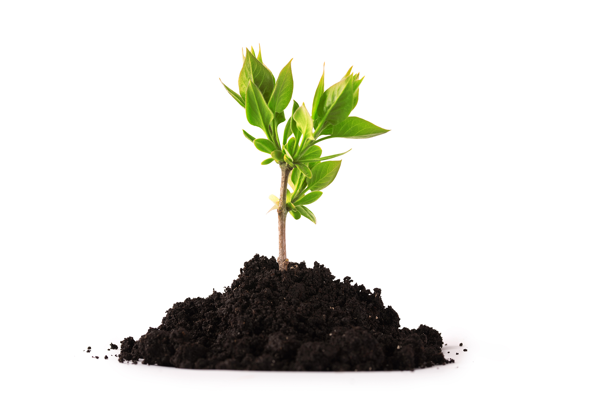 Plant in Dirt