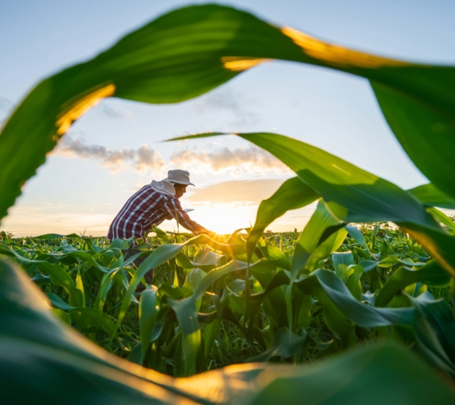 Farmer taking care of his corn crop. 