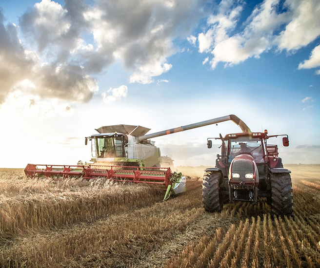 Farmer combining wheat